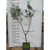 4 Yaş Gemlik Zeytin Fidanı