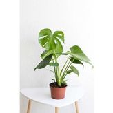 40-50 cm Monstera Deliciosa Deve Tabanı Bitkisi