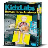4M 3373 İnsan Gövde Anatomisi
