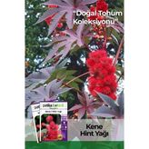 5 Adet Kene Çiçeği Tohumu (Ricinus Communis)