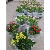 5 Li Kalanşo Çiçeği Paketi
