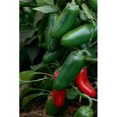 Acı Jalapeno Biberi Tohumu 20+ Adet