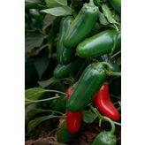 Acı Jalapeno Biberi Tohumu 40+ Adet