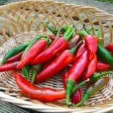 ACI KUŞ BİBERİ(BIRD PEPPER)10+TOHUM+SAKSI+TOPRAK