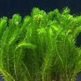 Ada Akvaryum Bitkisi Elodea Densa 5 Dal 20-25 CM