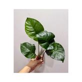 ADA Anubias broad leaf L