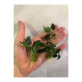 ADA Anubias petite