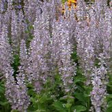 Adaçayı Salvia Sclarea Tohum