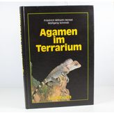 Agamen im Terrarium