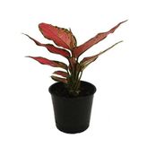 Aglaonema Red (12 Cm Saksıda)