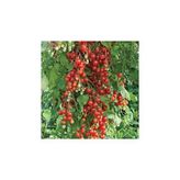 Agrobazaar SALKIM CHERRY DOMATES 25+TOHUM