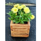 Ahşap zeytin saksı 20X20X20