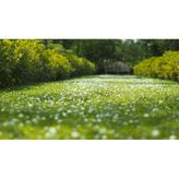 Ak Üçgül Trifolium Repens 1Kg