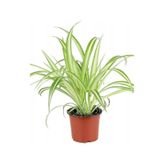 Alacalı Kurdele Çiçeği 15-25 Cm