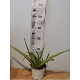 Aloe Vera Canlı Bitki