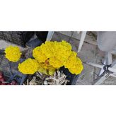Altın Otu Mantuar - 1 Paket