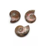 Ammonite Fosil Parça - 67 Gr.