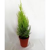 Anka Bahçe Limoni Servi limon Çamı 40-60cm