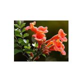 AnkaBahçe Acem Borusu ( Campsıs Radıcans ) 30-50 Cm