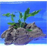 Anubias Minima Canlı Bitki - Çok Renkli