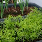 Aromatik Dereotu Fidesi ( 5 Adet)