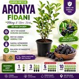 Aronya Fidanı 4 Yaş 80-100 cm Boy