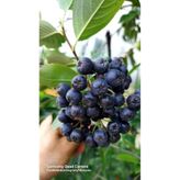 Aronya Viking Fidanı, Doku Kültürü, 1 Yaş aronia