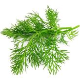 Arzuman Dereotu 10 gr Tohum