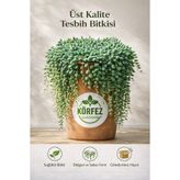 AselGarden Tesbih Çiçeği ( Askılı Saksıda )