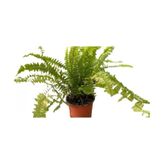 Aşk Merdiveni Çiçeği 10-30 cm