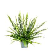 Aşk Merdiveni-Nephrolepis Exaltata