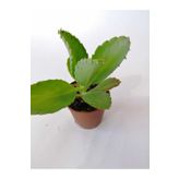 Aşkın Gözyaşı Çiçeği 10-20 Cm
