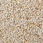 Aslımlar 1 kg Ak Darı Kuş Yemi