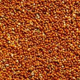 Aslımlar 5 kg Kırmızı Darı Kuş Yemi