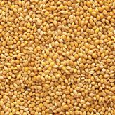 Aslımlar 5 kg Sarı Darı Kuş Yemi