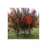 Ateş Dikeni Ağacı Fidanı 30-60 Cm