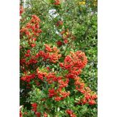 Ateş Dikeni Fidanı 20-40 cm