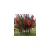 Ateş Dikeni Fidanı 30 -60 Cm