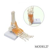 AYAK VE AYAK BİLEĞİ MAKETİ MODEL 27
