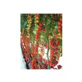 Ayc Botanik Agrobazaar Sırık Cherry Domates 25 Tohum