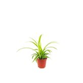 Aysima Çiçekevi Mini Boy Kurdela Çiçeği 5,5 Cm Saksıda
