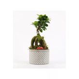 Babil Gb Saksıda Ficus Gienseng Bonsai