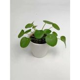 Baby Pilea Çin Para Çiçeği 10-20 Cm