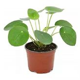 Baby Pilea Fidanı 10-20 Cm