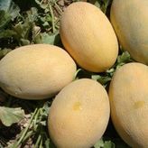 Baktar Ananas Kavun Tohum 10 gr