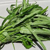 Bambu Bitkisi Tohumu (su Ispanağı)