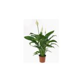 Barış Çiçeği - Spathiphyllum