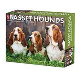 Basset Hounds 2023 Takvim