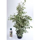 Benjamin Ficus Starlight Çiçeği 100 Cm Ve 225 Ml Besin
