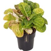 Betonish Aglaonema 'Apple Fantasy' (Çin Herdemyeşili)